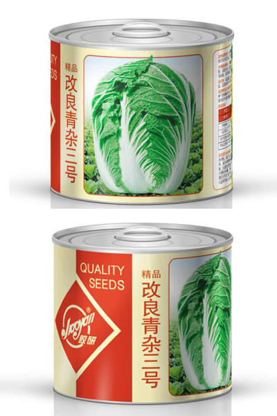 改良青杂三号——秋播白菜
